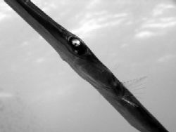Pipefish hiding behind me waiting to hunt on Elphinstone ... by Marco Giovannini 